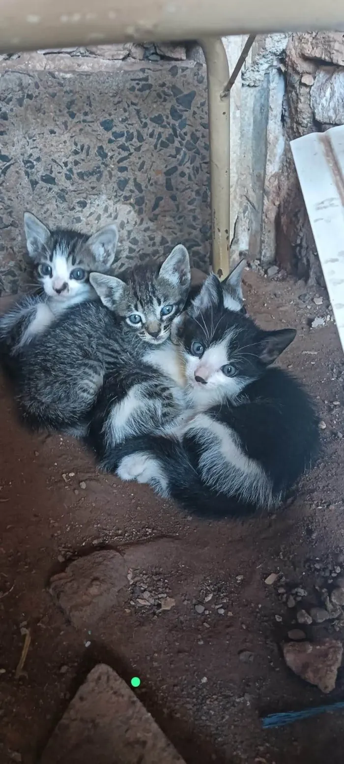 Gato ra a SRD-ViraLata idade 2 a 6 meses nome Não tem nome ainda 