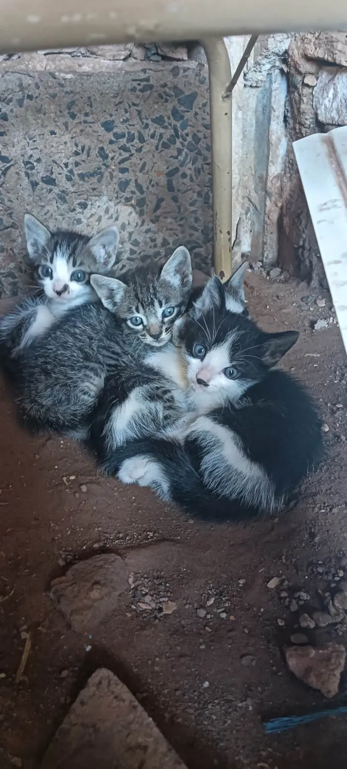 Gato ra a SRD-ViraLata idade 2 a 6 meses nome Não tem nome ainda 