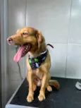 Cachorro ra a SRD-ViraLata idade 2 anos nome Pitoco