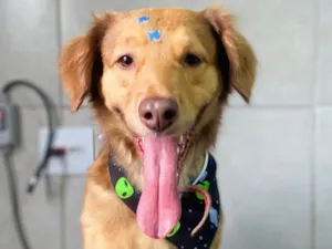 Cachorro raça SRD-ViraLata idade 2 anos nome Pitoco