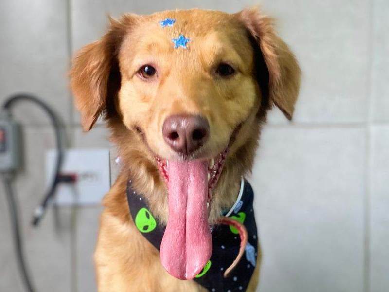 Cachorro raça SRD-ViraLata idade 2 anos nome Pitoco