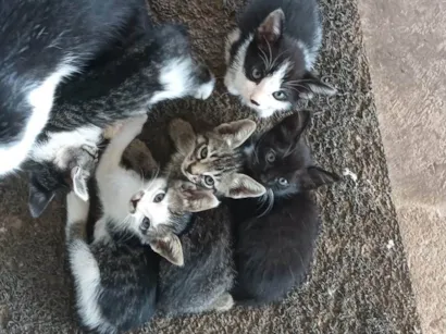 Gato raça SRD-ViraLata idade 2 a 6 meses nome Não tem nome ainda 