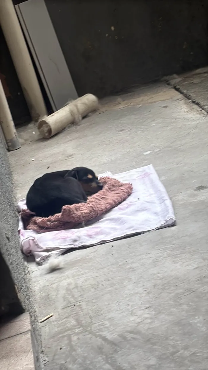 Cachorro ra a SRD-ViraLata idade Abaixo de 2 meses nome Sem nome 