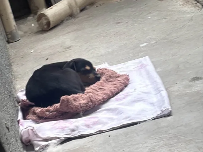 Cachorro ra a SRD-ViraLata idade Abaixo de 2 meses nome Sem nome 