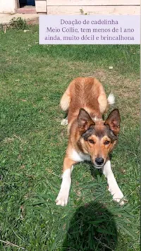 Cachorro ra a SRD-ViraLata idade 1 ano nome Freya