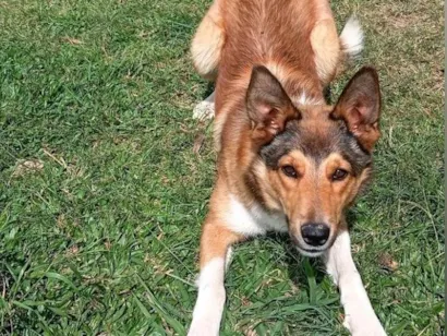 Cachorro raça SRD-ViraLata idade 1 ano nome Freya