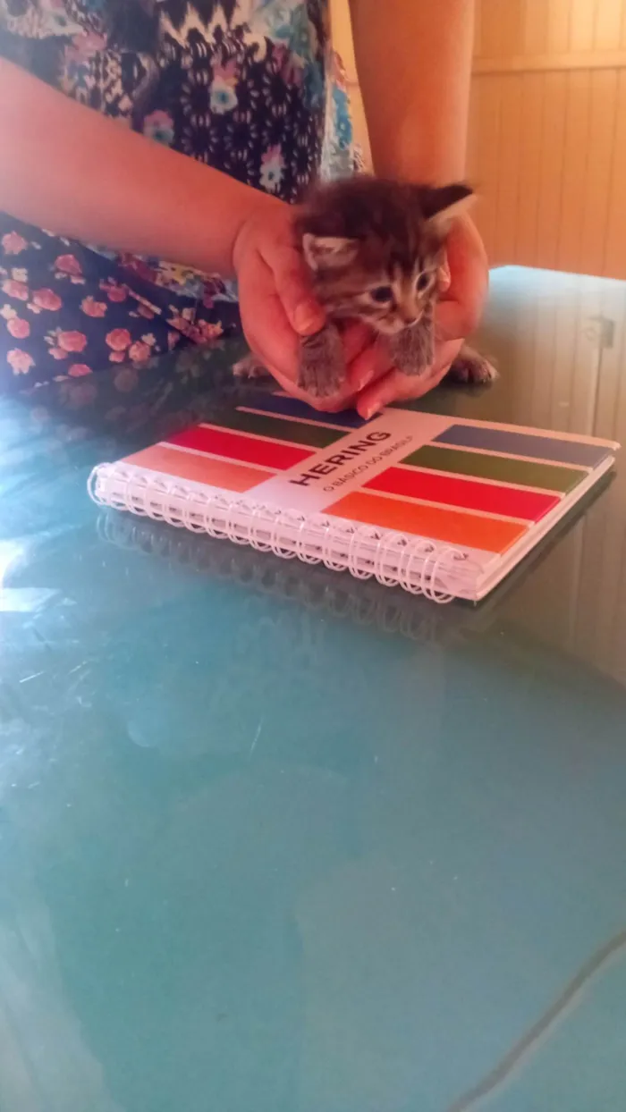 Gato ra a Siamês idade Abaixo de 2 meses nome Gatinha