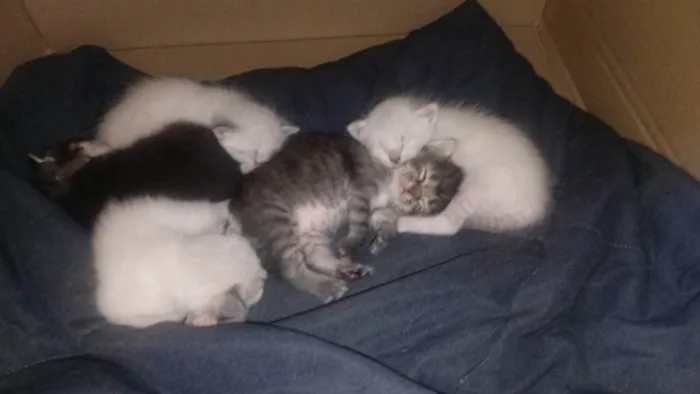 Gato ra a Siamês idade Abaixo de 2 meses nome Gatinha