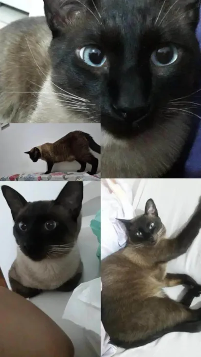 Gato raça Siamês idade 2 anos nome Faísca 