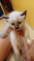 Gato ra a Siamês idade Abaixo de 2 meses nome Branquinha