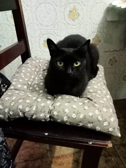 Gato ra a SRD-ViraLata idade 6 ou mais anos nome Gatão