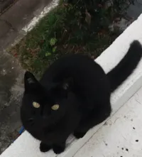 Gato raça SRD-ViraLata idade 6 ou mais anos nome Bichaninha