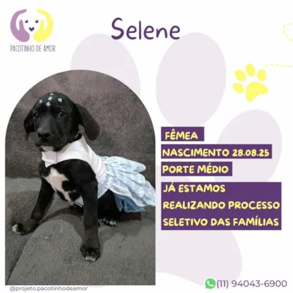 Cachorro raça SRD-ViraLata idade 2 a 6 meses nome Selene