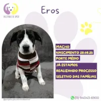 Cachorro raça SRD-ViraLata idade 2 a 6 meses nome Eros