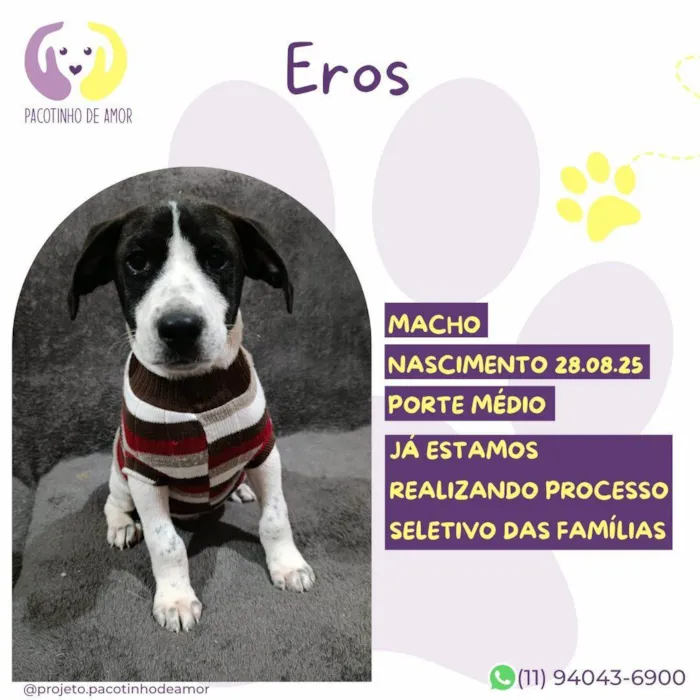 Cachorro raça SRD-ViraLata idade 2 a 6 meses nome Eros