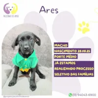 Cachorro raça SRD-ViraLata idade 2 a 6 meses nome Ares