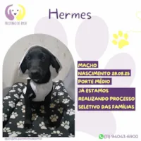 Cachorro raça SRD-ViraLata idade 2 a 6 meses nome Hermes