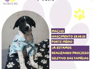Cachorro raça SRD-ViraLata idade 2 a 6 meses nome Hélio