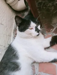 Gato ra a SRD-ViraLata idade 4 anos nome Bolinho