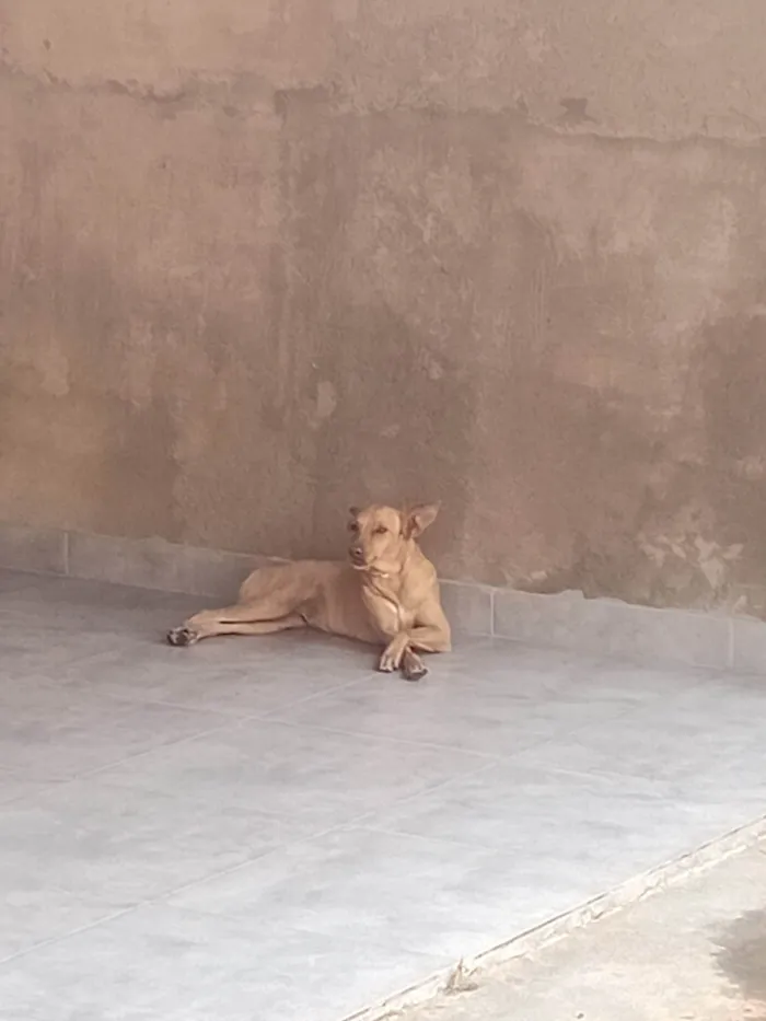 Cachorro ra a SRD-ViraLata idade 1 ano nome Kyara 