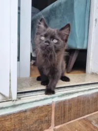 Gato ra a SRD-ViraLata idade Abaixo de 2 meses nome Caju