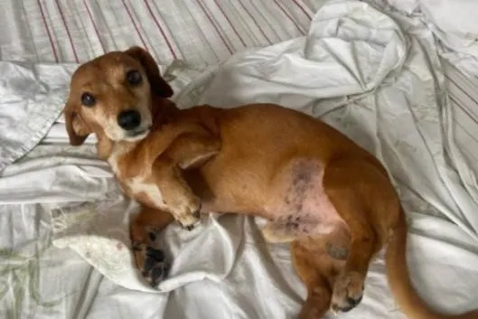 Cachorro ra a SRD-ViraLata idade 3 anos nome Sem nome