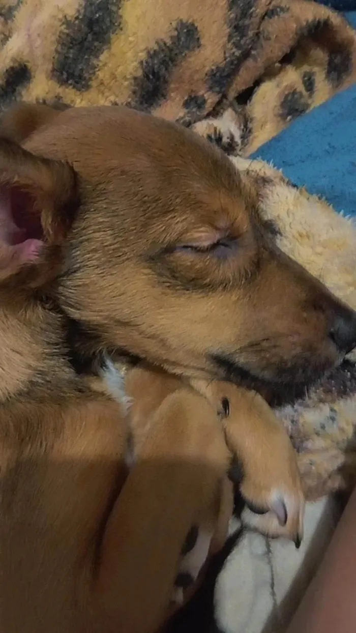 Cachorro ra a SRD-ViraLata idade 7 a 11 meses nome Jake