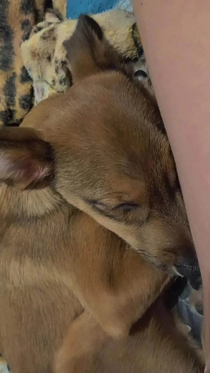 Cachorro ra a SRD-ViraLata idade 7 a 11 meses nome Jake