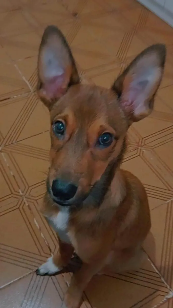 Cachorro ra a SRD-ViraLata idade 7 a 11 meses nome Jake