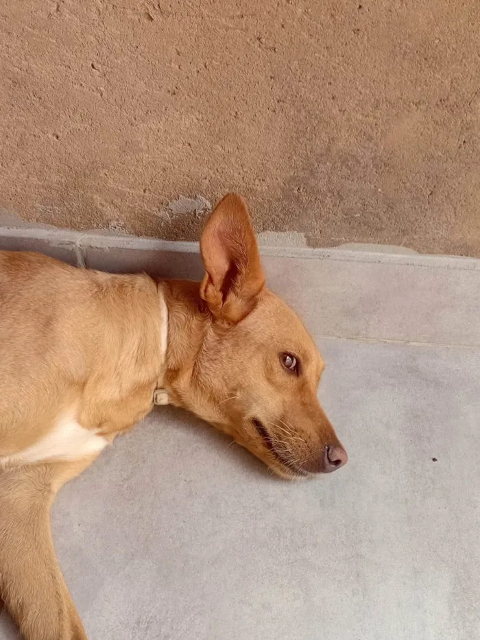 Cachorro ra a SRD-ViraLata idade 1 ano nome Kyara 