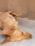 Cachorro ra a SRD-ViraLata idade 1 ano nome Kyara 