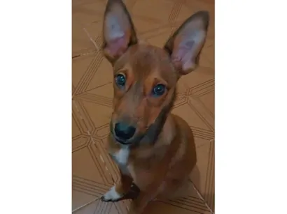 Cachorro raça SRD-ViraLata idade 7 a 11 meses nome Jake