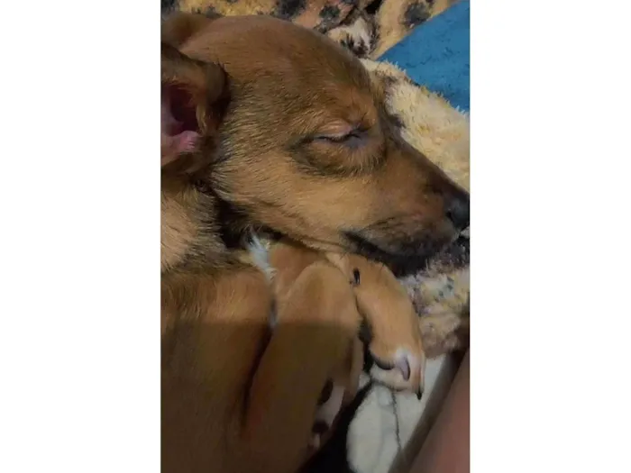 Cachorro ra a SRD-ViraLata idade 7 a 11 meses nome Jake