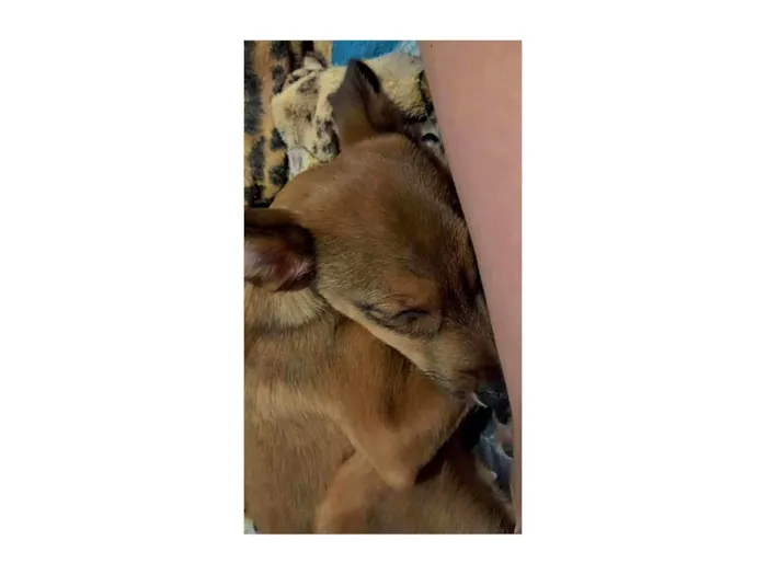 Cachorro ra a SRD-ViraLata idade 7 a 11 meses nome Jake