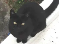 Gato raça SRD-ViraLata idade 6 ou mais anos nome Bichaninha