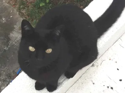 Gato raça SRD-ViraLata idade 6 ou mais anos nome Bichaninha