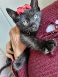 Gato ra a SRD-ViraLata idade Abaixo de 2 meses nome Amora