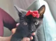 Gato ra a SRD-ViraLata idade Abaixo de 2 meses nome Amora