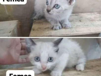 Gato raça SRD-ViraLata idade Abaixo de 2 meses nome Gatinhas