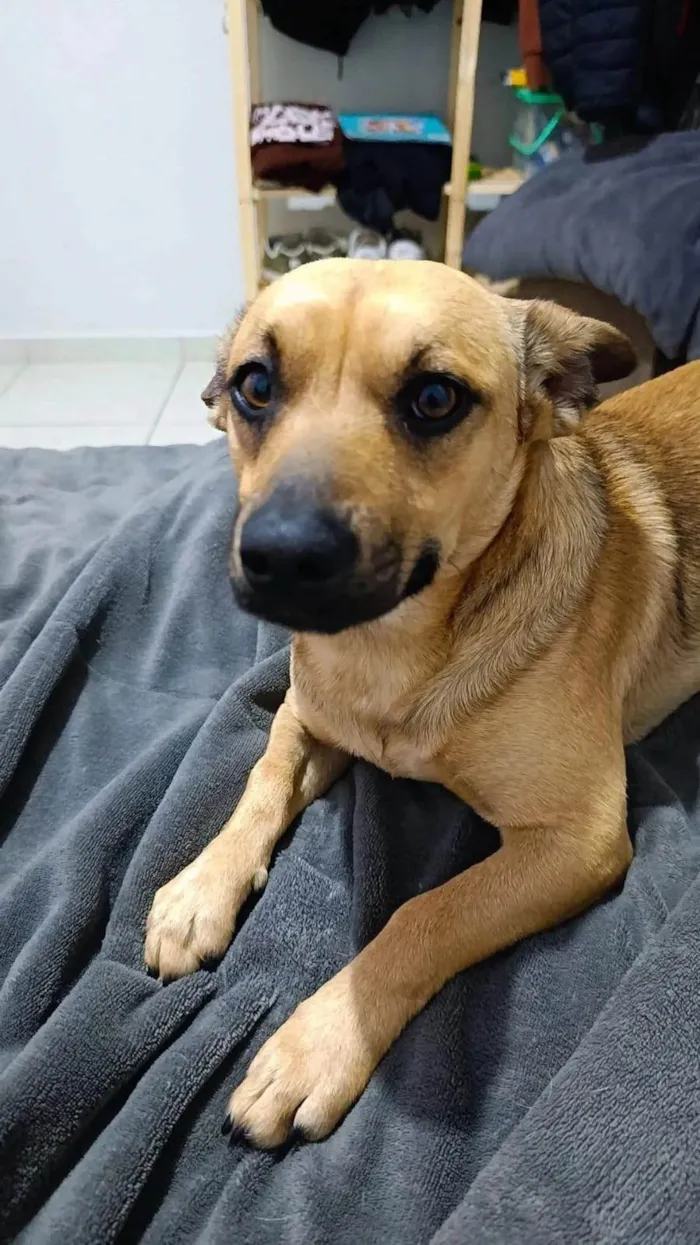 Cachorro ra a SRD-ViraLata idade 1 ano nome Farofa