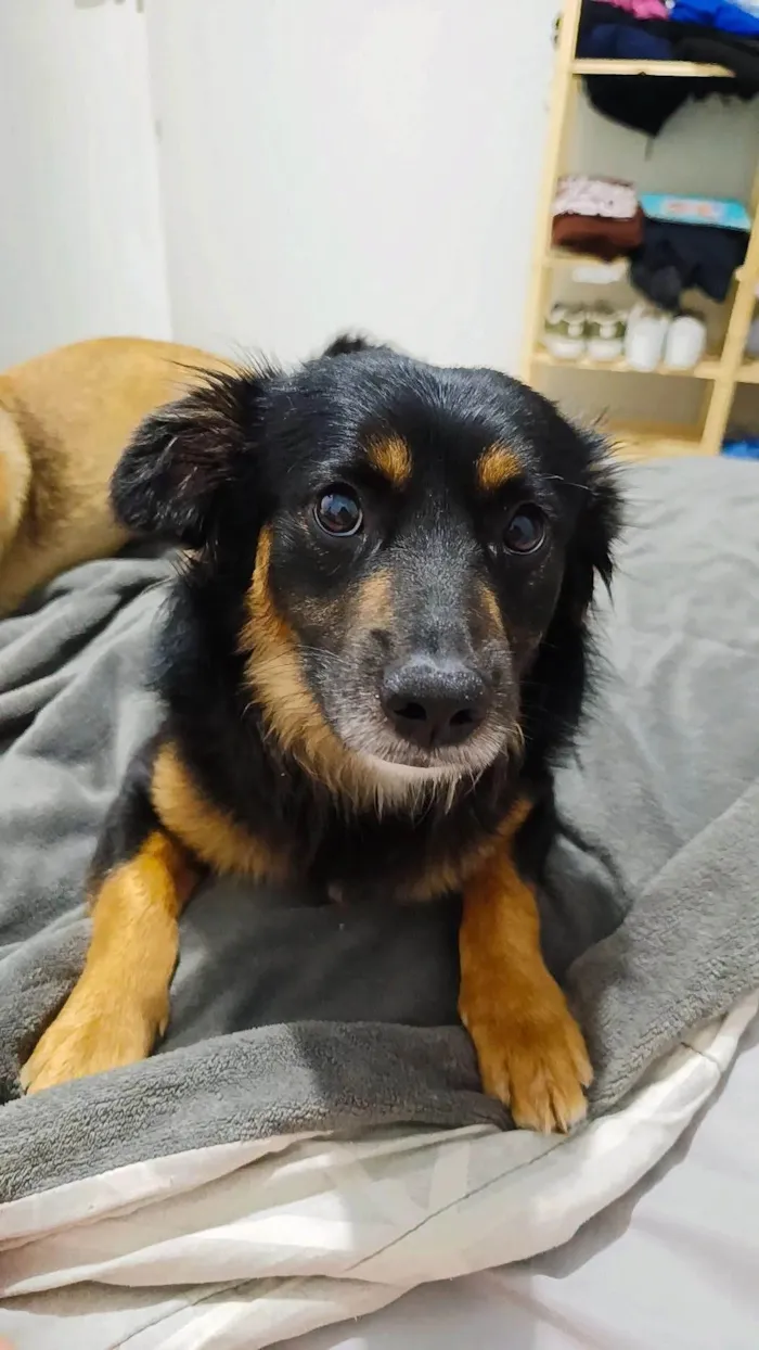 Cachorro ra a SRD-ViraLata idade 1 ano nome Paçoca