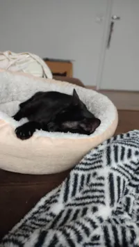 Gato ra a SRD-ViraLata idade 1 ano nome RAMONA 