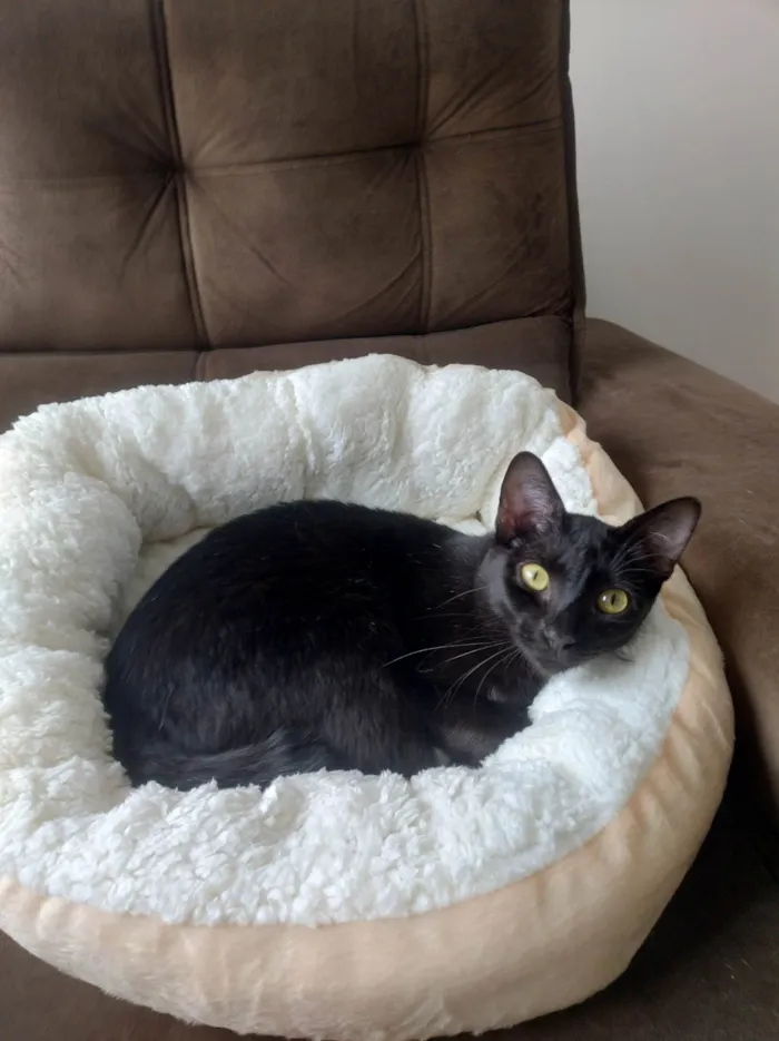 Gato ra a SRD-ViraLata idade 1 ano nome RAMONA 