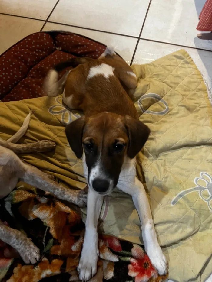 Cachorro ra a SRD-ViraLata idade 2 a 6 meses nome Mel