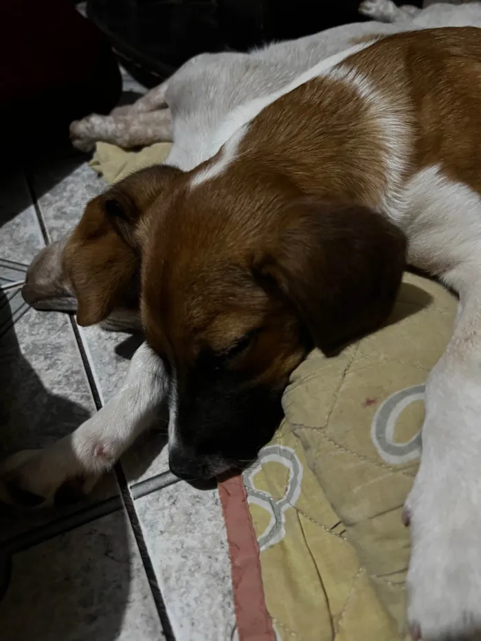 Cachorro ra a SRD-ViraLata idade 2 a 6 meses nome Mel