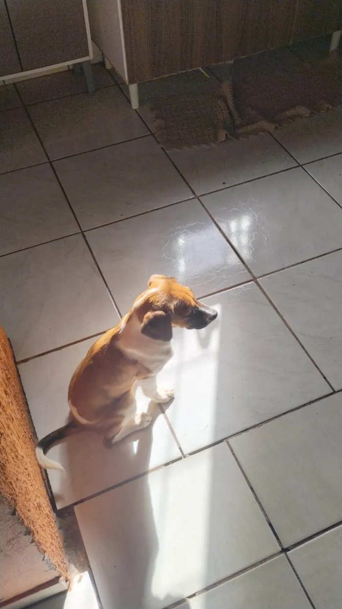 Cachorro ra a SRD-ViraLata idade 2 a 6 meses nome Mel