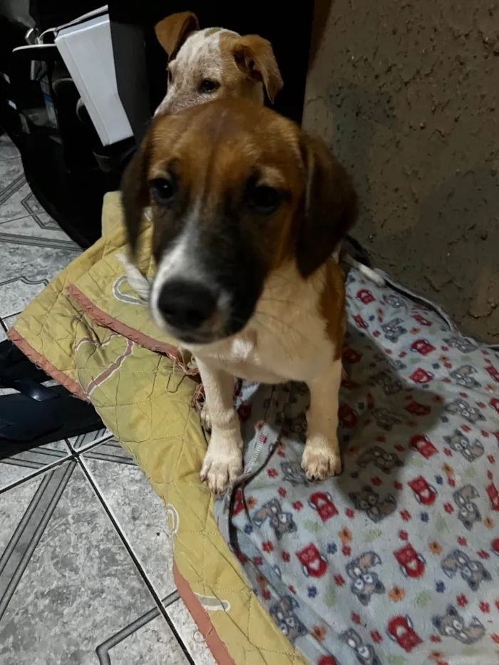 Cachorro ra a SRD-ViraLata idade 2 a 6 meses nome Mel