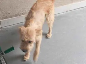 Cachorro raça SRD-ViraLata idade 1 ano nome Pandora 