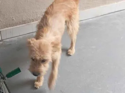 Cachorro raça SRD-ViraLata idade 1 ano nome Pandora 