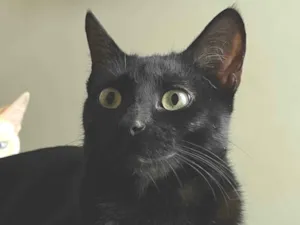 Gato raça SRD-ViraLata idade 1 ano nome Snap